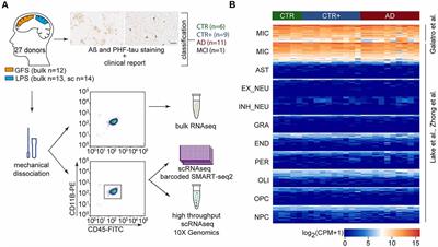 Profiling Microglia From Alzheimer’s Disease Donors and Non-demented Elderly in Acute Human Postmortem Cortical Tissue